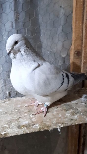 Căpoasa 2020 - VOIAJOR ROMANESC DE FRUMUSETE FEMELE