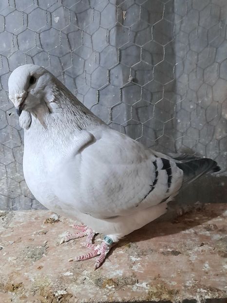 Căpoasa 2020 - VOIAJOR ROMANESC DE FRUMUSETE FEMELE