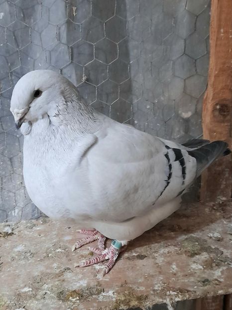 Căpoasa 2020 - VOIAJOR ROMANESC DE FRUMUSETE FEMELE