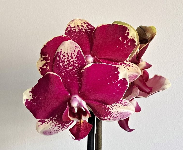 Anthura Rombley - Phalaenopsis 2