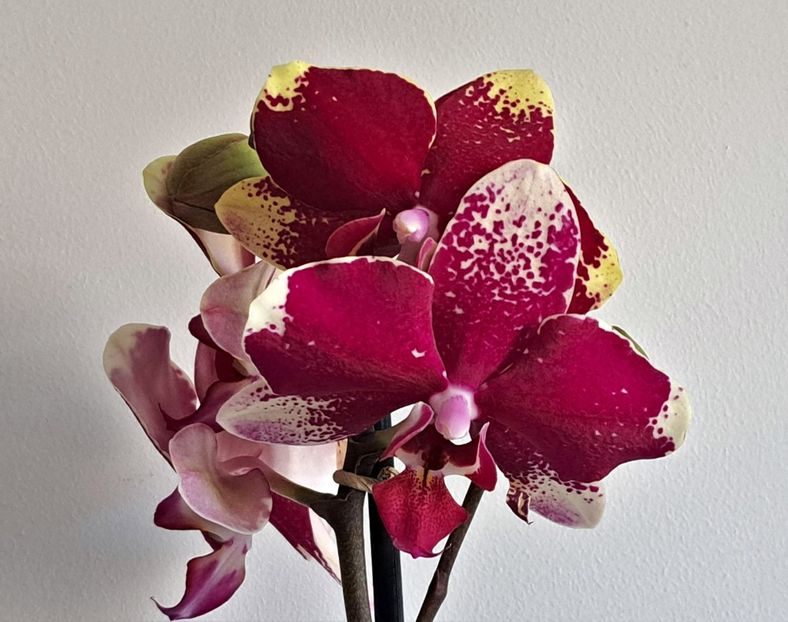  - Phalaenopsis 2