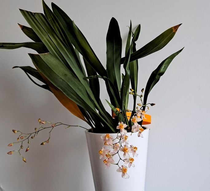  - Oncidium