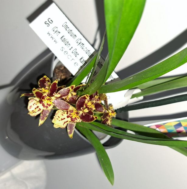  - Oncidium