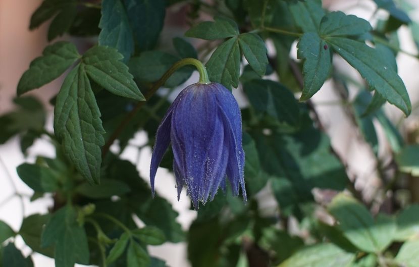  - Macropetala Maidwell Hall