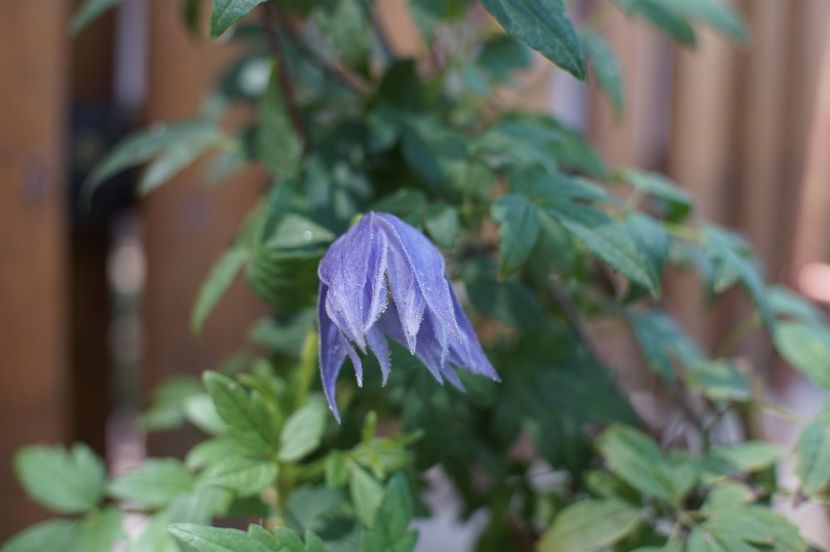  - Macropetala Maidwell Hall