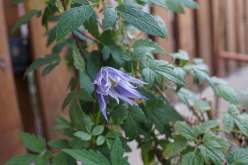  - Macropetala Maidwell Hall