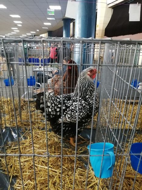  - 0 - REZ EXPO NAT BUC 2022