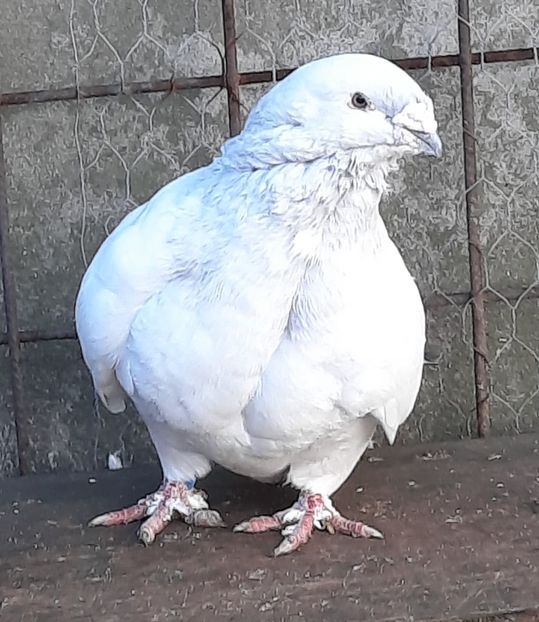  - MASCULI MATCĂ 2023