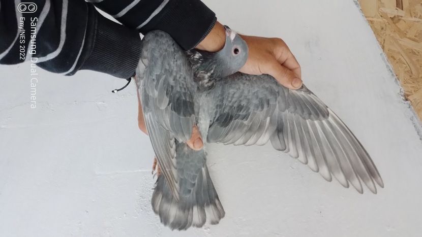 Rubella shaly - Voiajori sport culori rare