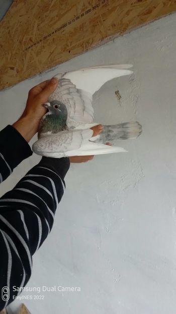  - Voiajori sport culori rare