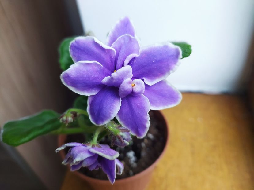 11 decembrie 2022 - KZ May Moy Siniy