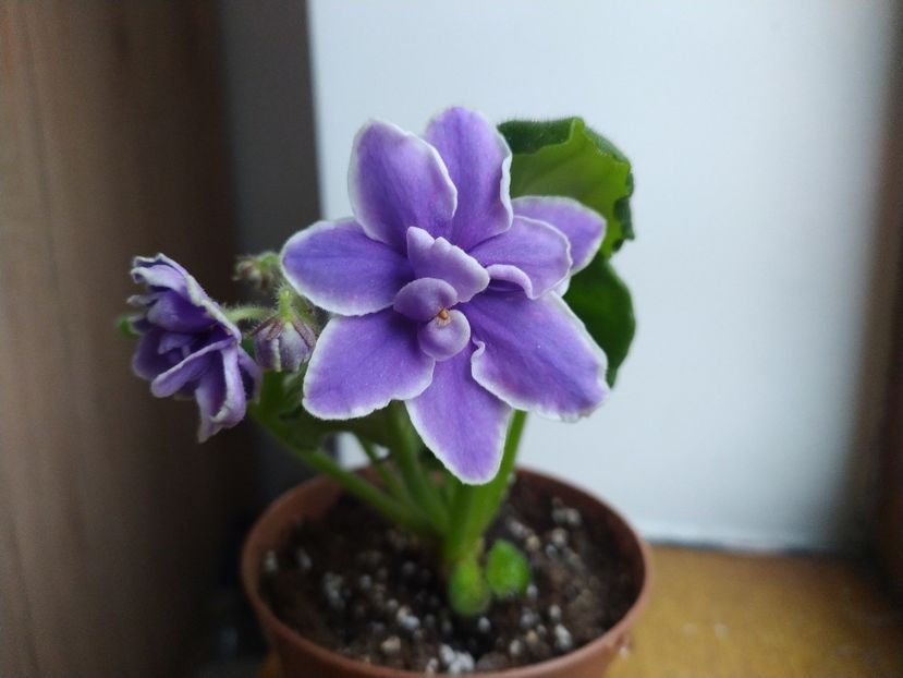 11 decembrie 2022 - KZ May Moy Siniy