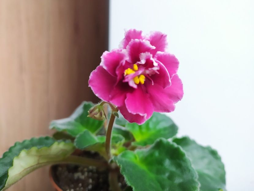 11 decembrie 2022 - RS Strela Amura