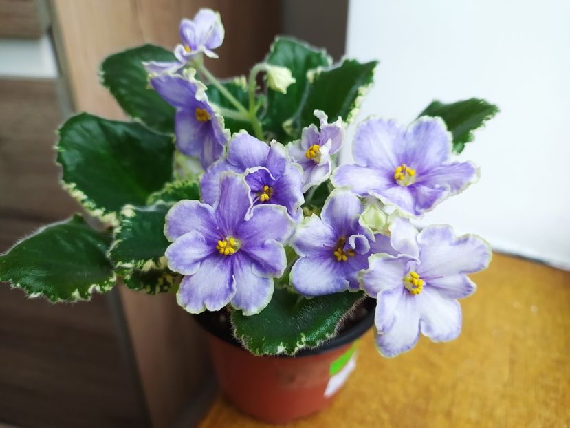 11 decembrie 2022 - VaT Kholodnoe Serdtse