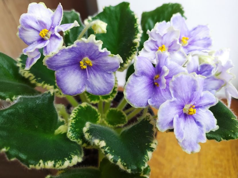 11 decembrie 2022 - VaT Kholodnoe Serdtse