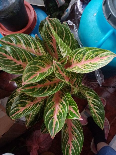  - Aglaonema- varietati