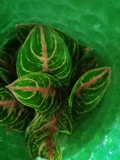  - Aglaonema- varietati