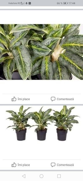 Screenshot_20221114_174425_com.facebook.katana - Aglaonema- varietati