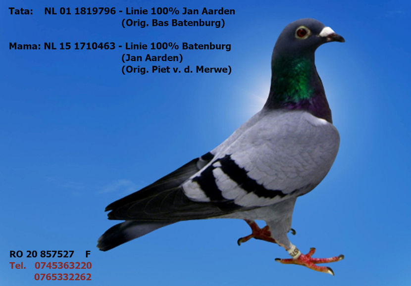 RO 20 857527 F Pret fix 100 Lei + transportul - PENTRU POSTAT SI REPOSTAT