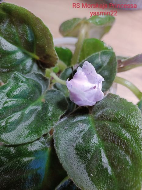 13.12.2022 - RS-Morskaia Princessa