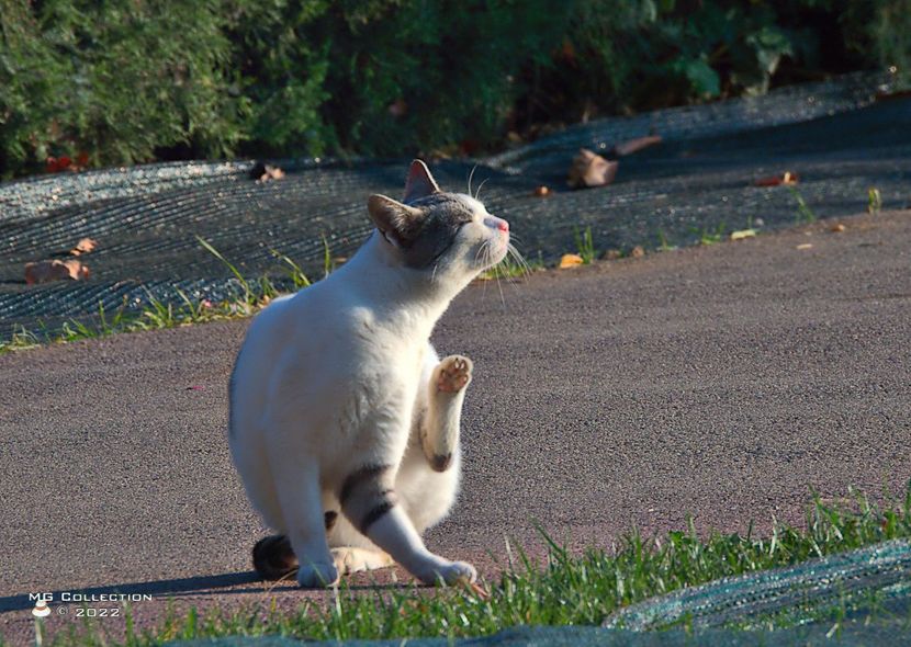 w-Pisica - Cat 02 - --- PISICI si CAINI - CATS AND DOGS