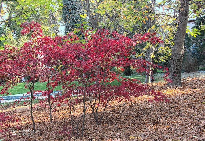 w-Peisaj de Toamna - Autumn Landscape 4  - PEISAJE-PARCURI-PARKS-LANDSCAPES