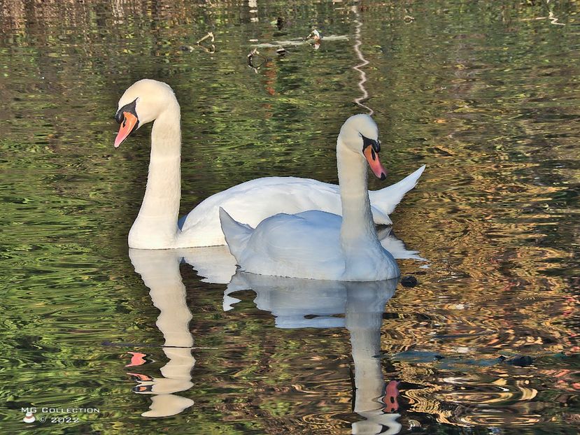 w-2Lebede - 2 Swans - PASARI - BIRDS