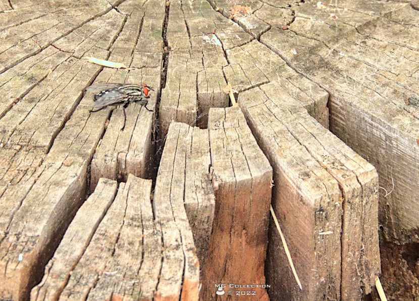 w-Musca - Fly on wood - INSECTE - BUGS