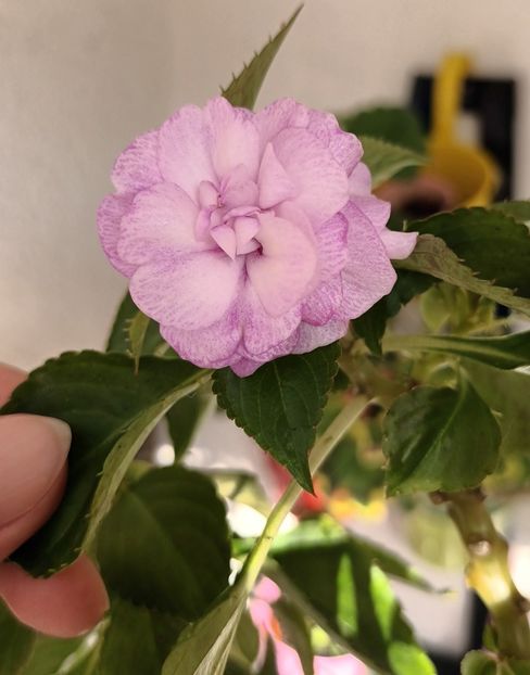 Sporul casei - Flowerbook