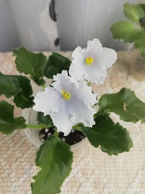 13 dec - OS Dance of Little Swans