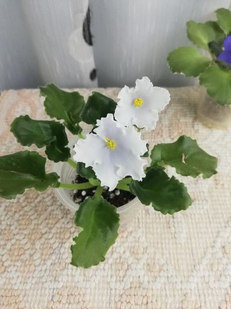 13 dec - OS Dance of Little Swans