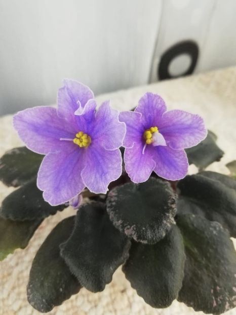 13 dec - Sonoma Look Twice