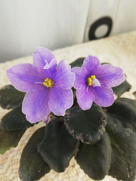 13 dec - Sonoma Look Twice