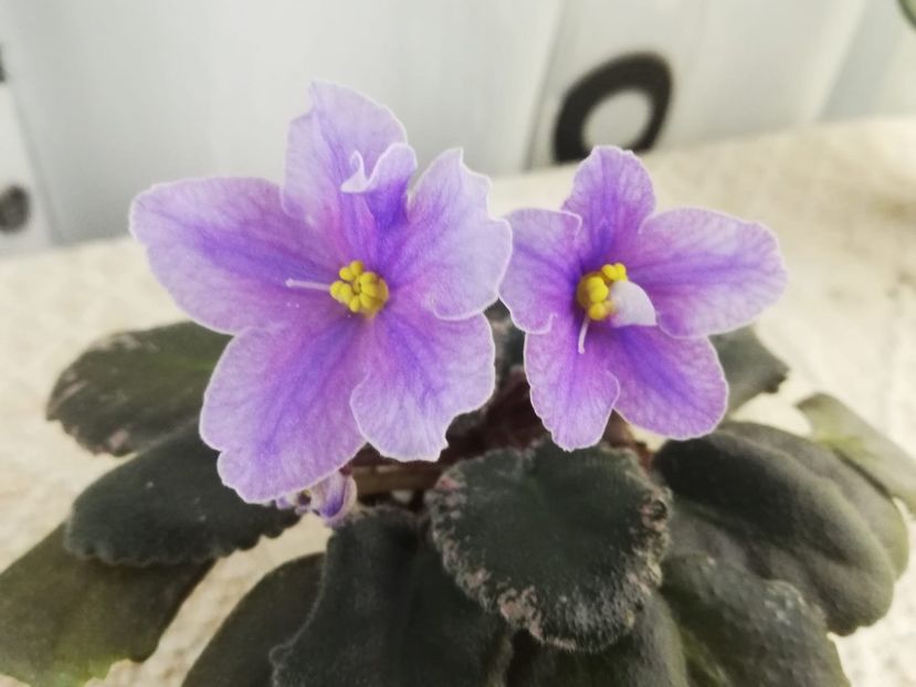 13 dec - Sonoma Look Twice