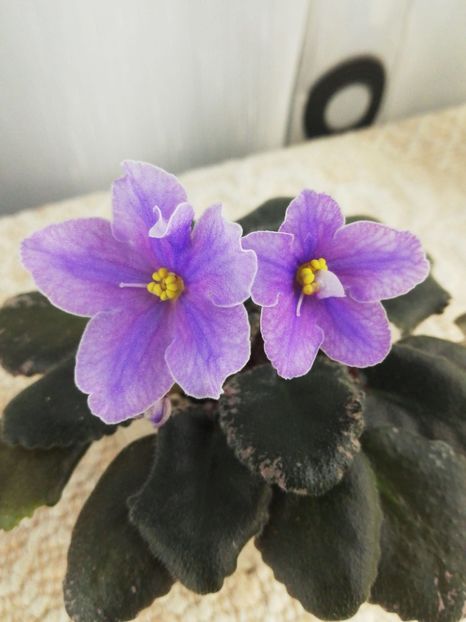 13 dec - Sonoma Look Twice