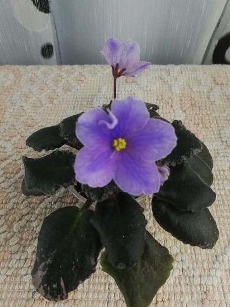 13 dec - Sonoma Look Twice