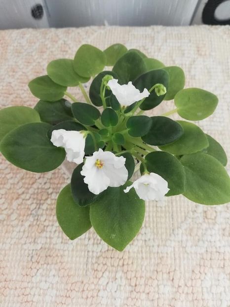 13 dec - Alans White Feather