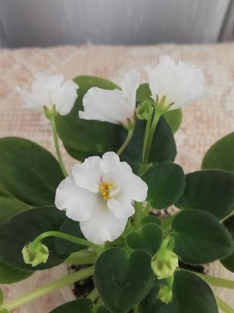 13 dec - Alans White Feather