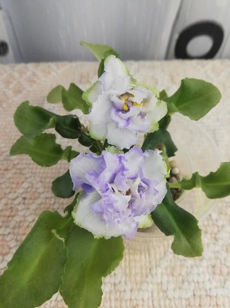 13 dec - LE Beliy Lebedj