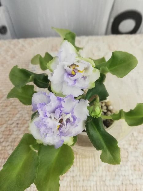 13 dec - LE Beliy Lebedj