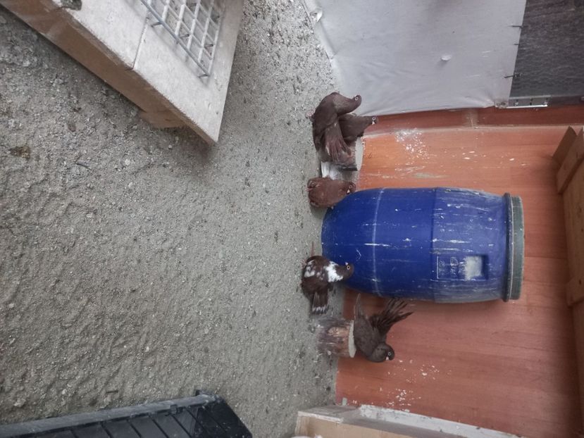  - Castani de Craiova