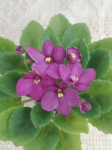 13 dec - Hunter s Captivating