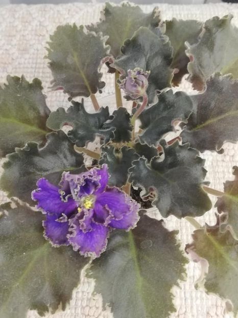 13 dec - LE Sedoj Graf