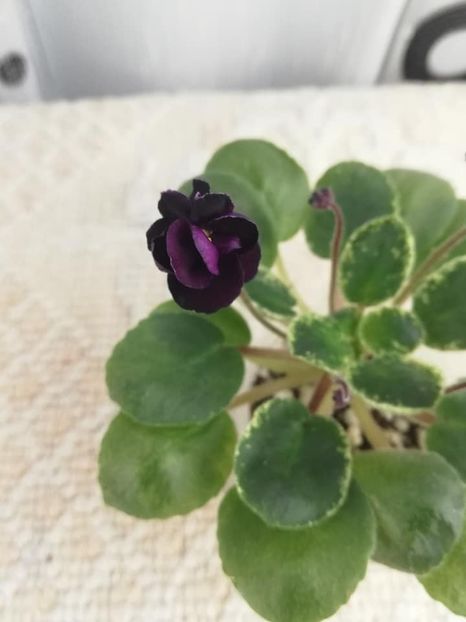 13 dec - Dark Night of the Soul