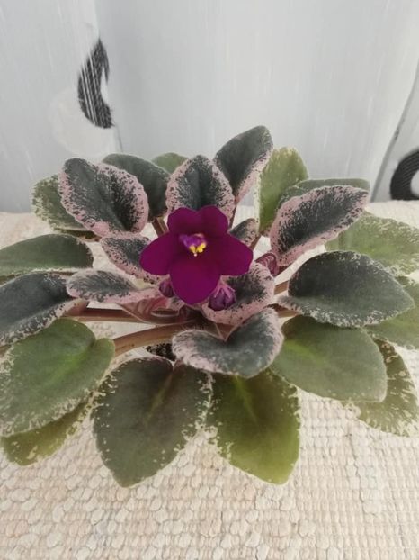 13 dec - Mac s Virtually Velvet