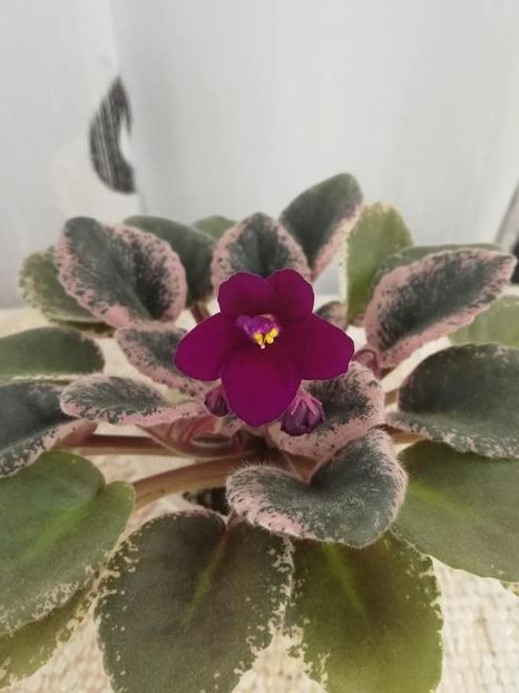 13 dec - Mac s Virtually Velvet