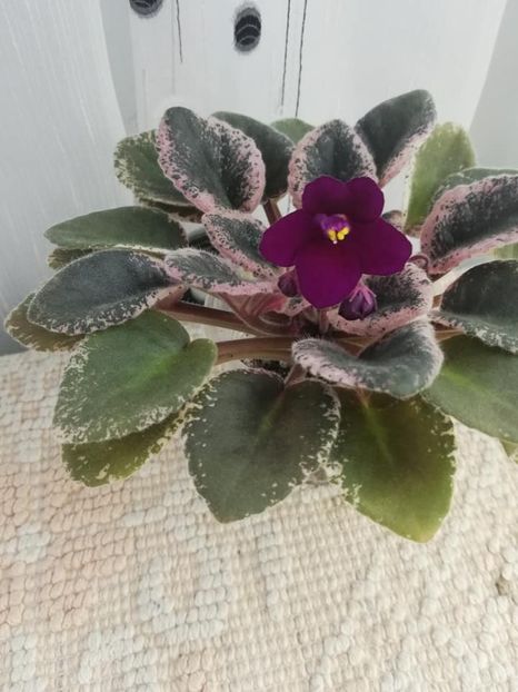 13 dec - Mac s Virtually Velvet