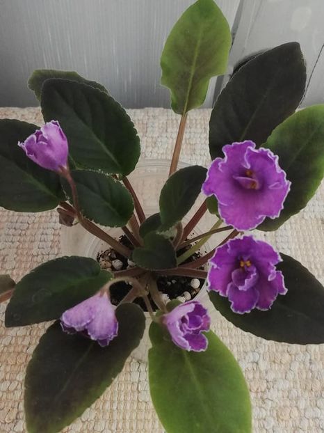 13 dec - VaT Aromat Glitsiniy