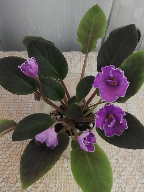 13 dec - VaT Aromat Glitsiniy