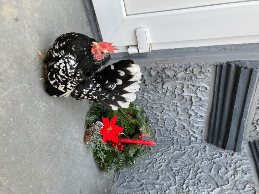 4A4AC540-6ECB-4DBE-AD5C-4A4785142ABF - Păsări Chabo Bobat 2022- 2023